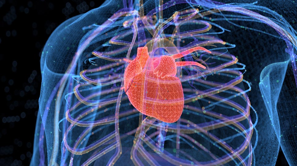 Heart 3D rendering