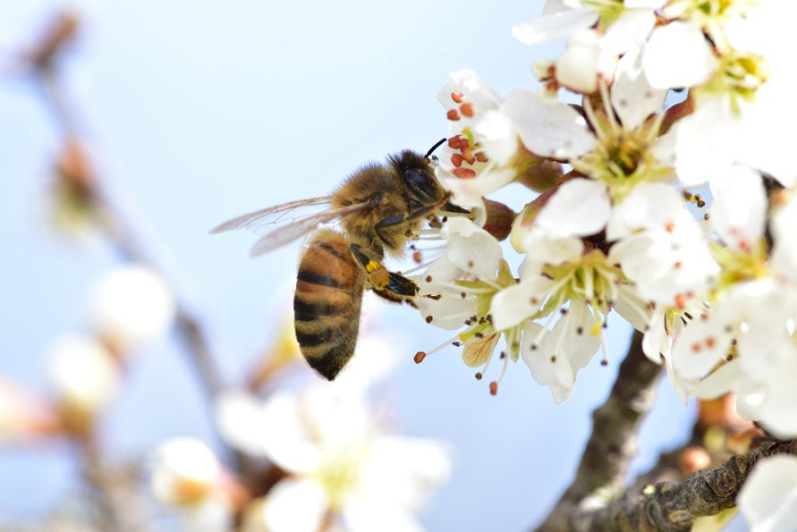 Bee landing on flower